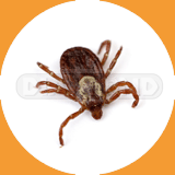 American Dog Tick - Pest Control Johor