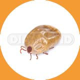 Cat Fleas - Pest Control Johor