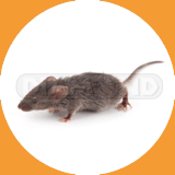 Deer Mouse - Pest Control Johor